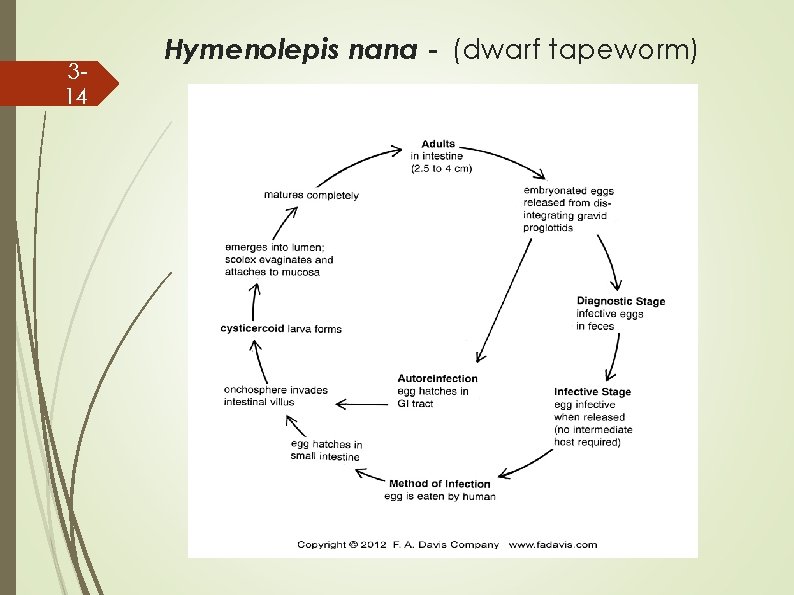 314 Hymenolepis nana - (dwarf tapeworm) 