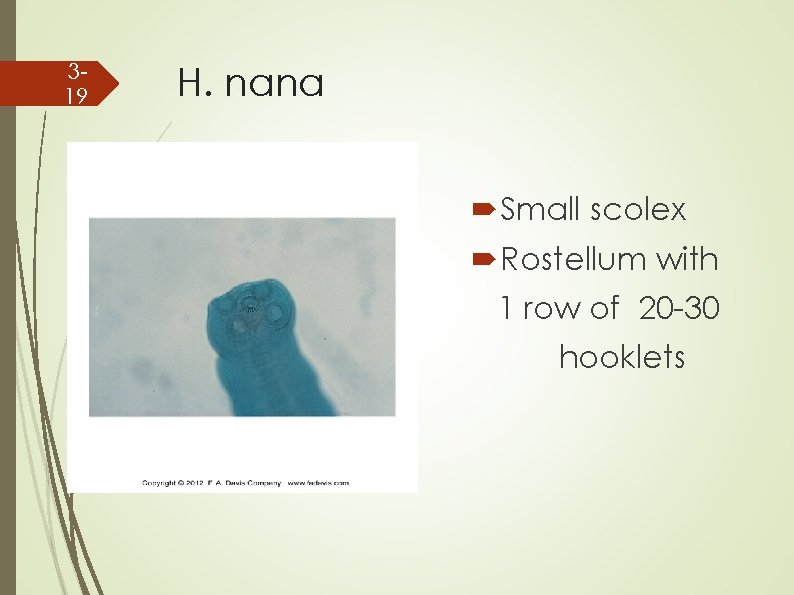 319 H. nana Small scolex Rostellum with 1 row of 20 -30 hooklets 