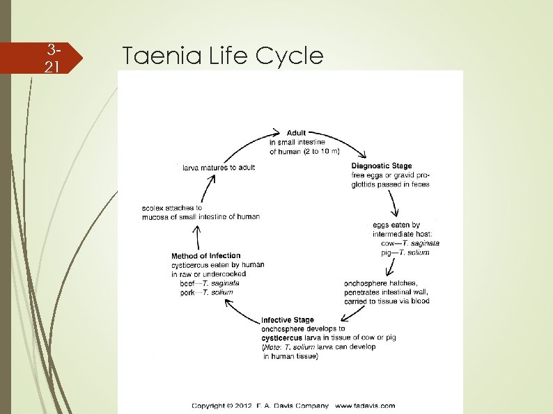 321 Taenia Life Cycle 