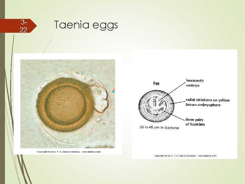 322 Taenia eggs 