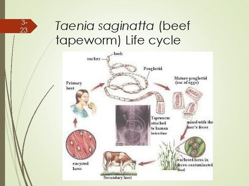 323 Taenia saginatta (beef tapeworm) Life cycle 