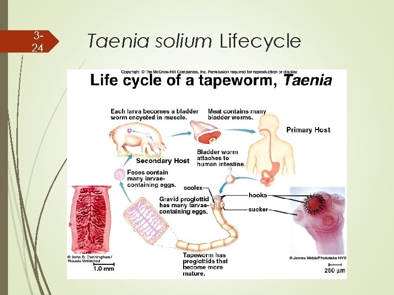 324 Taenia solium Lifecycle 