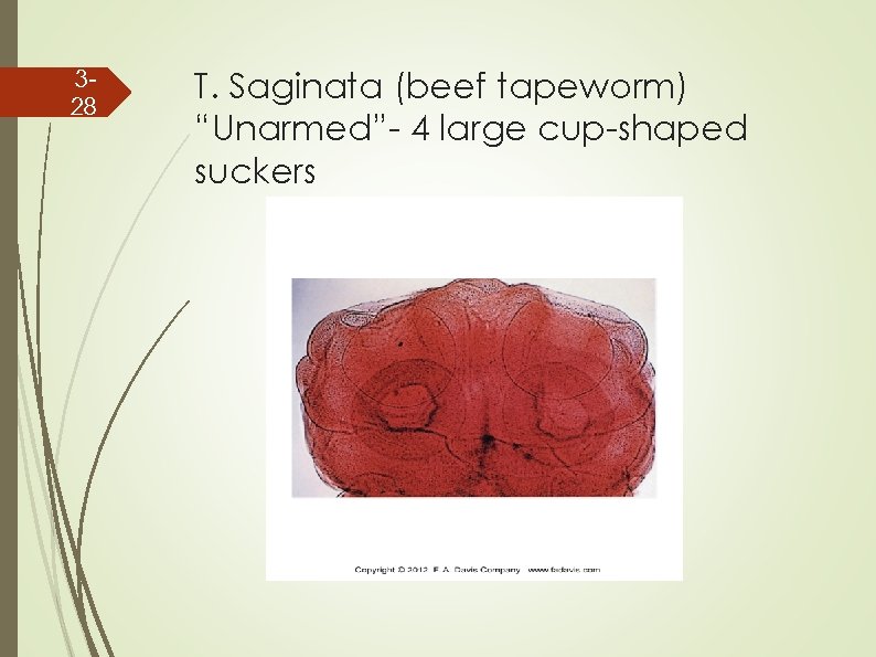 328 T. Saginata (beef tapeworm) “Unarmed”- 4 large cup-shaped suckers 