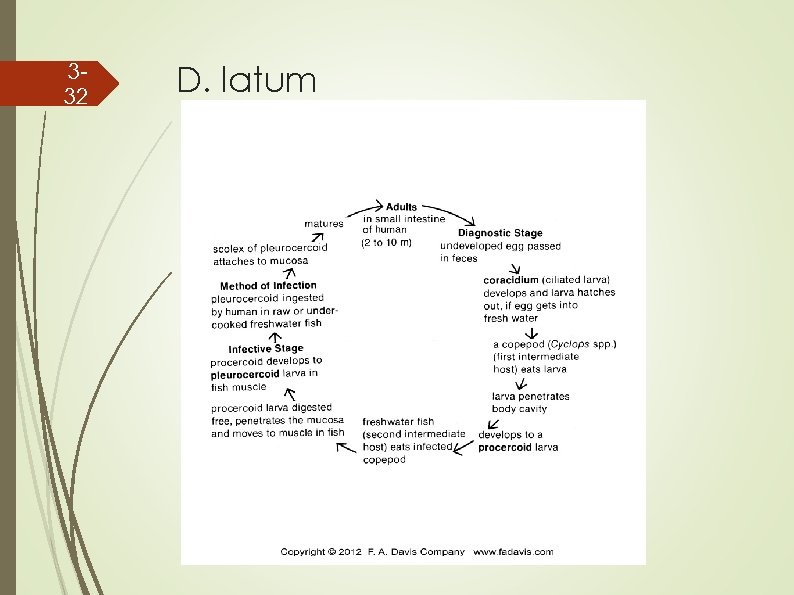 332 D. latum 