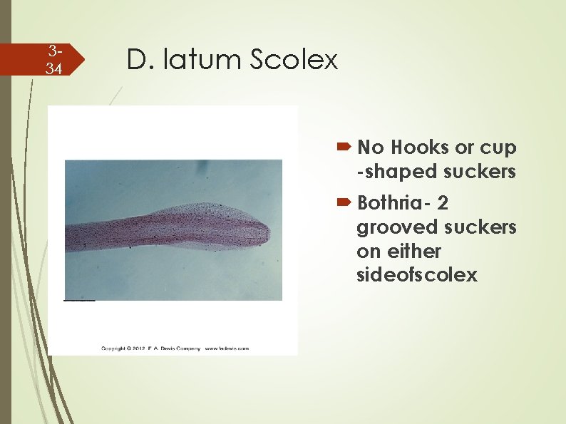 334 D. latum Scolex No Hooks or cup -shaped suckers Bothria- 2 grooved suckers