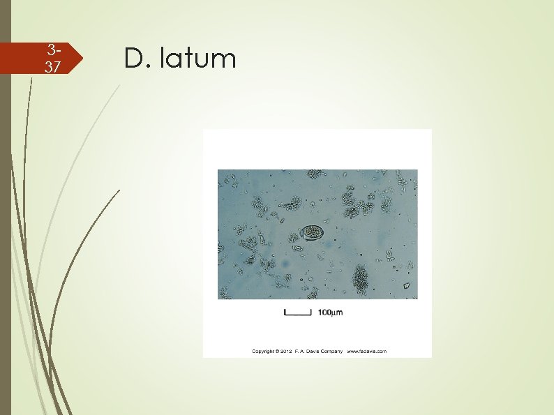 337 D. latum 