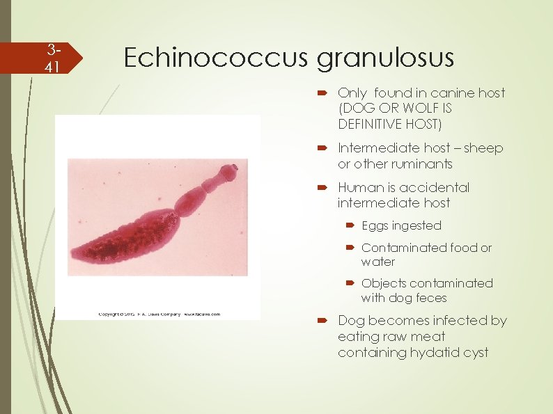 341 Echinococcus granulosus Only found in canine host (DOG OR WOLF IS DEFINITIVE HOST)