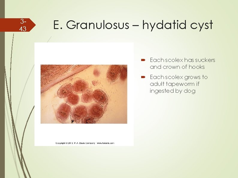343 E. Granulosus – hydatid cyst Each scolex has suckers and crown of hooks