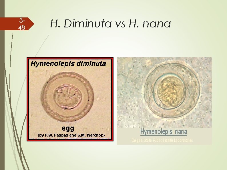 348 H. Diminuta vs H. nana 