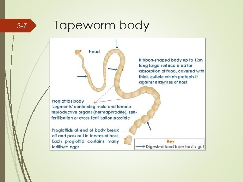3 -7 Tapeworm body 