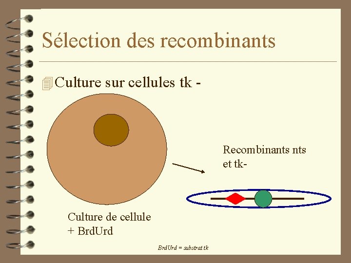 Sélection des recombinants 4 Culture sur cellules tk - Recombinants et tk- Culture de