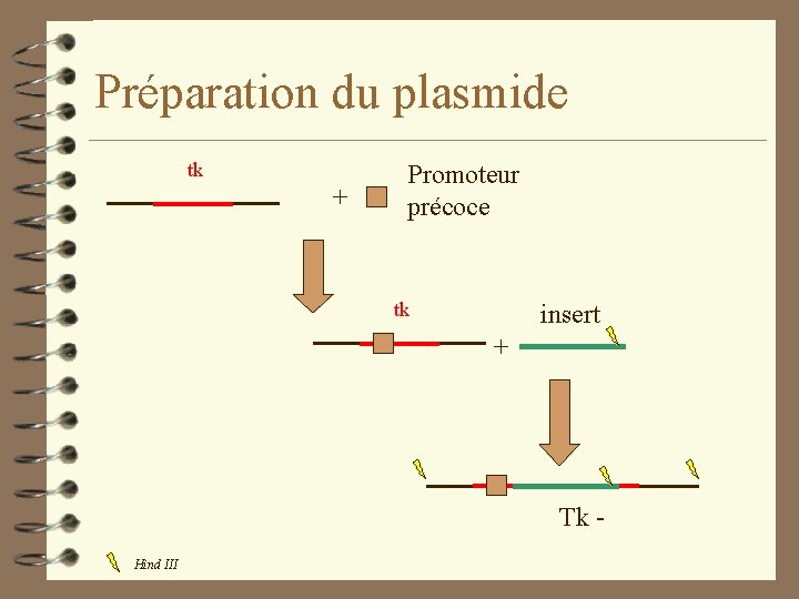 Préparation du plasmide tk + Promoteur précoce tk insert + Tk Hind III 