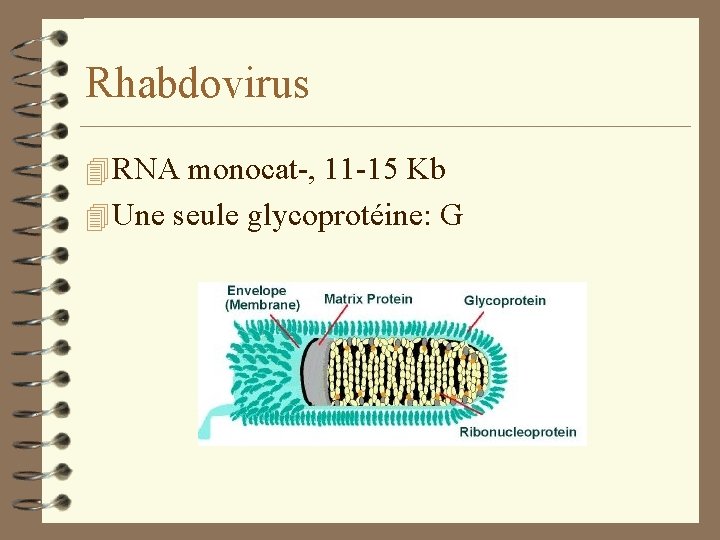 Rhabdovirus 4 RNA monocat-, 11 -15 Kb 4 Une seule glycoprotéine: G 