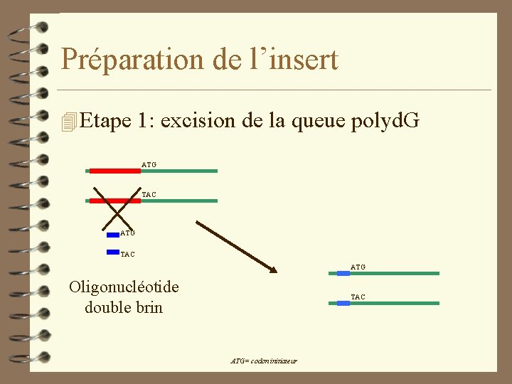 Préparation de l’insert 4 Etape 1: excision de la queue polyd. G ATG TAC