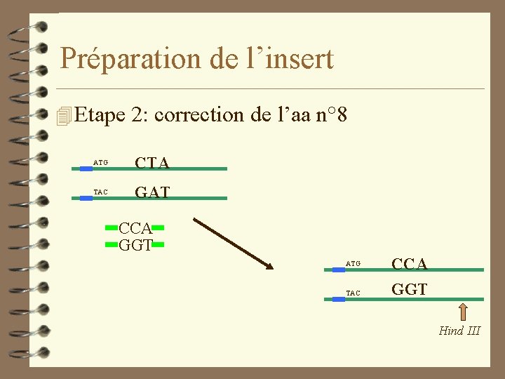 Préparation de l’insert 4 Etape 2: correction de l’aa n° 8 ATG CTA TAC