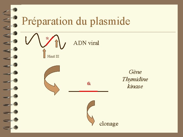 Préparation du plasmide tk ADN viral Hind III Gène Thymidine kinase tk clonage 