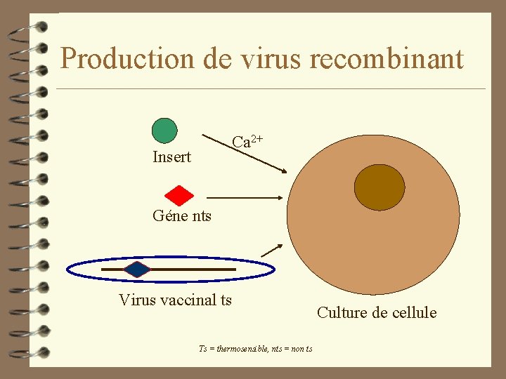 Production de virus recombinant Ca 2+ Insert Géne nts Virus vaccinal ts Ts =