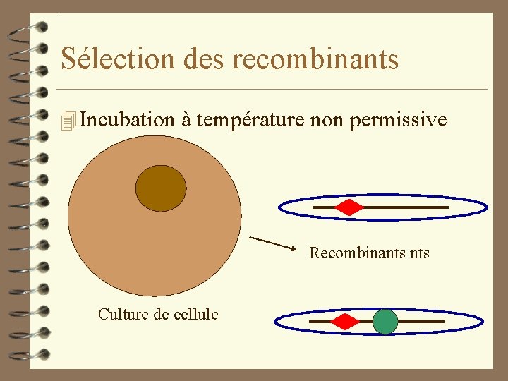 Sélection des recombinants 4 Incubation à température non permissive Recombinants Culture de cellule 