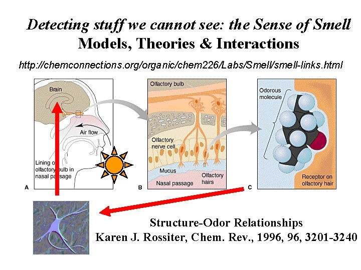 Detecting stuff we cannot see: the Sense of Smell Models, Theories & Interactions http: