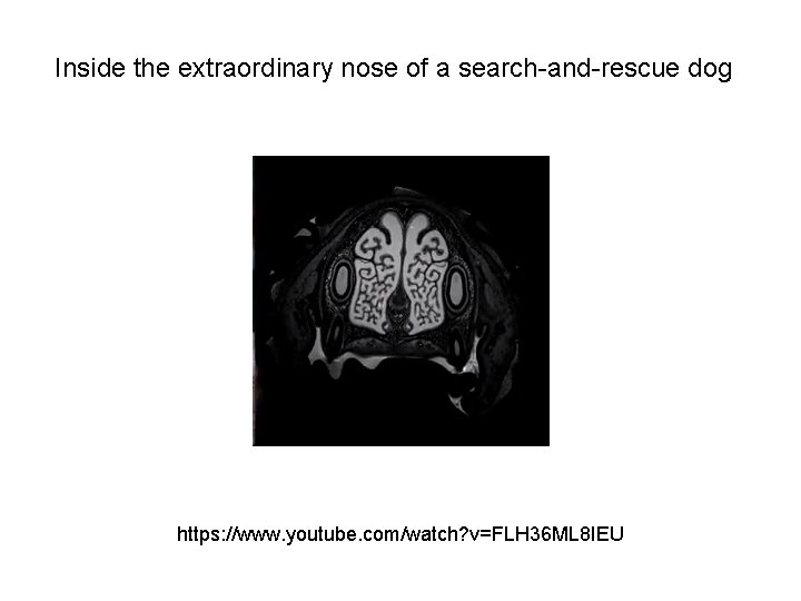 Inside the extraordinary nose of a search-and-rescue dog https: //www. youtube. com/watch? v=FLH 36