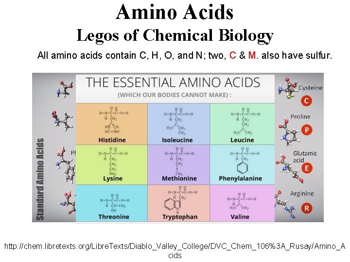 Amino Acids Legos of Chemical Biology All amino acids contain C, H, O, and