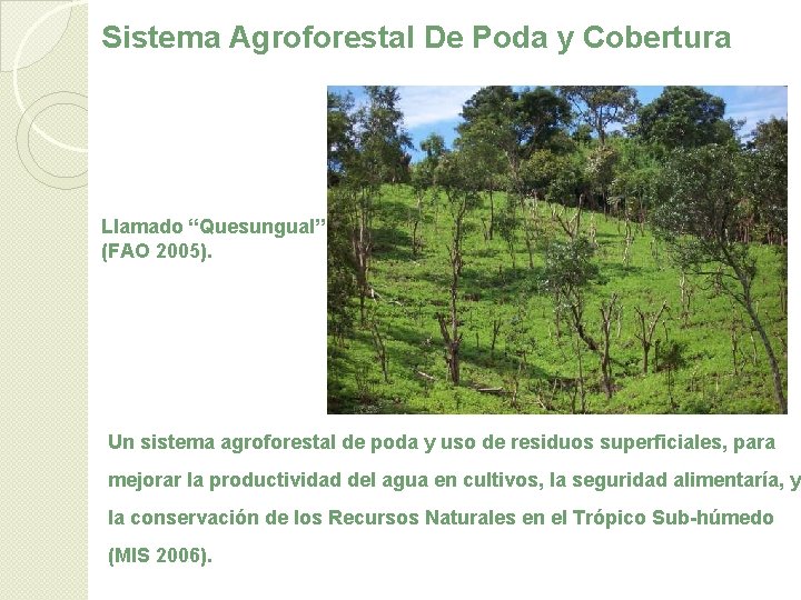 Sistema Agroforestal De Poda y Cobertura Llamado “Quesungual” (FAO 2005). Un sistema agroforestal de
