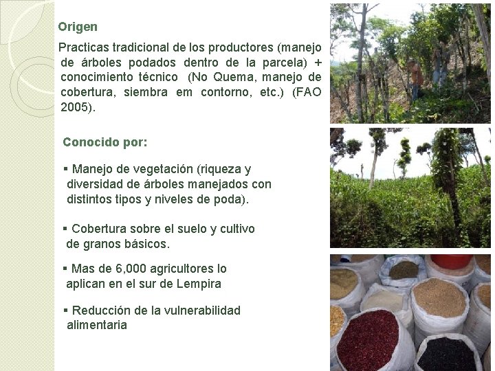 Origen Practicas tradicional de los productores (manejo de árboles podados dentro de la parcela)