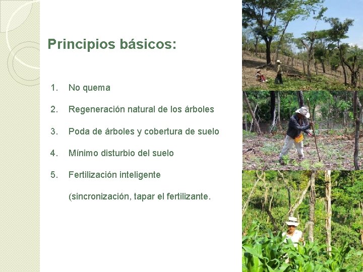 Principios básicos: 1. No quema 2. Regeneración natural de los árboles 3. Poda de