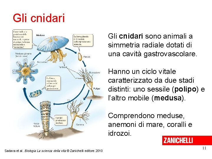 Gli cnidari sono animali a simmetria radiale dotati di una cavità gastrovascolare. Hanno un