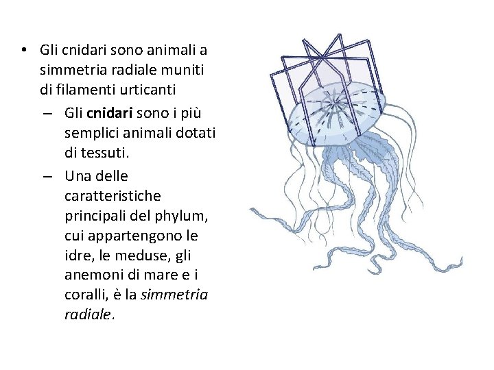  • Gli cnidari sono animali a simmetria radiale muniti di filamenti urticanti –