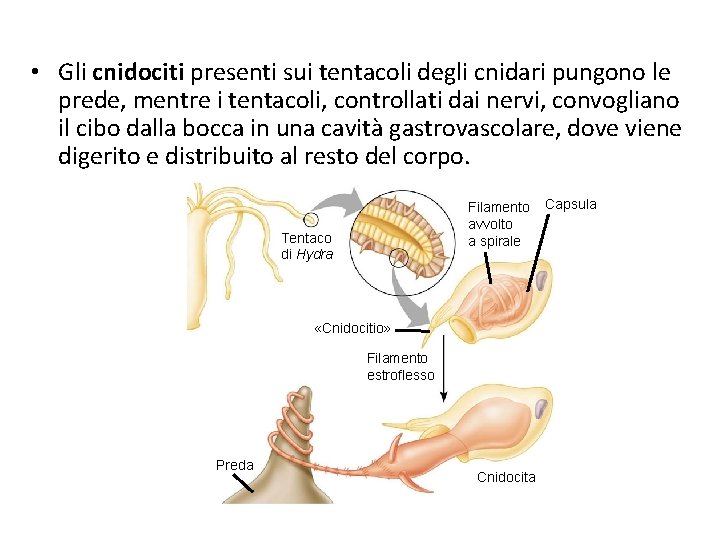  • Gli cnidociti presenti sui tentacoli degli cnidari pungono le prede, mentre i