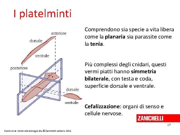 I platelminti Comprendono sia specie a vita libera come la planaria sia parassite come