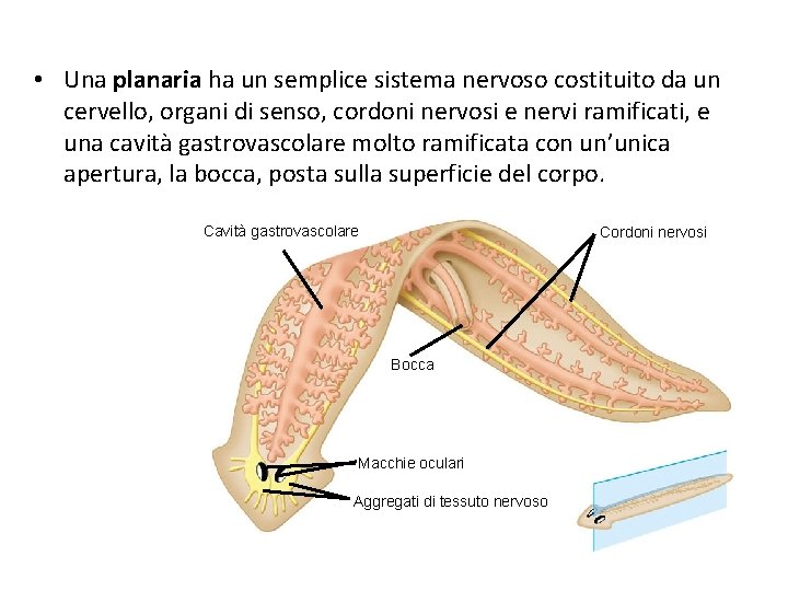  • Una planaria ha un semplice sistema nervoso costituito da un cervello, organi