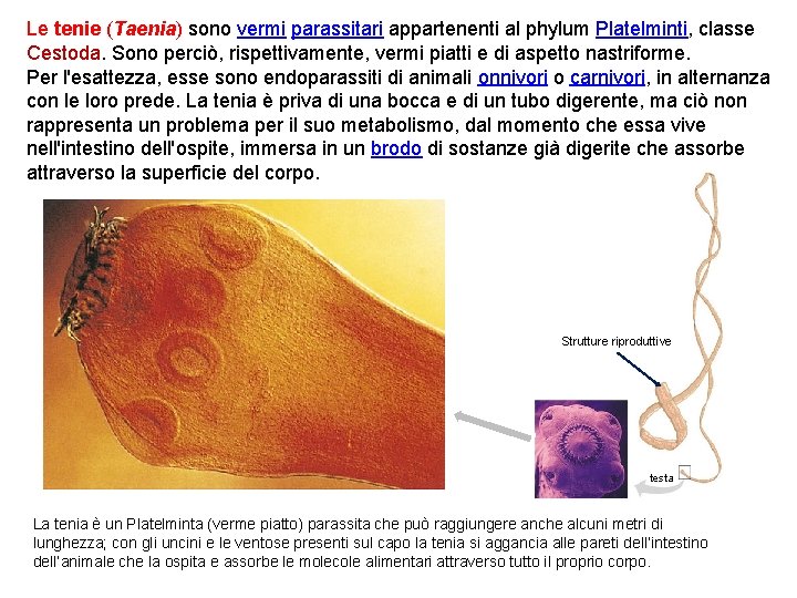 Le tenie (Taenia) sono vermi parassitari appartenenti al phylum Platelminti, classe Cestoda. Sono perciò,