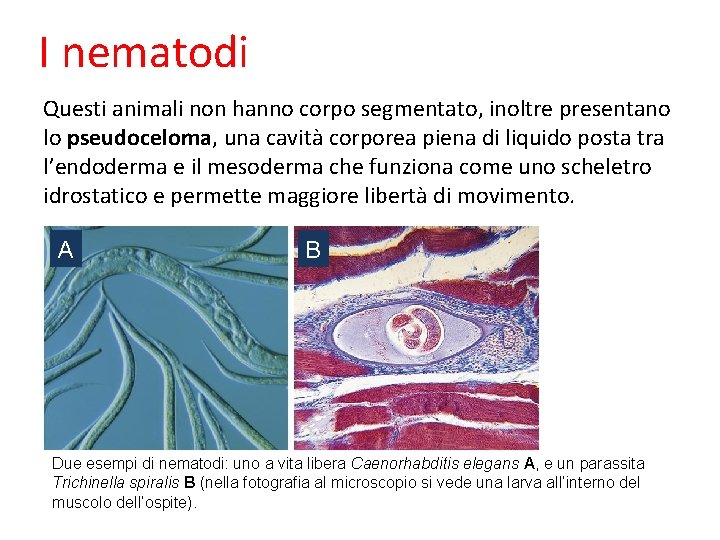 I nematodi Questi animali non hanno corpo segmentato, inoltre presentano lo pseudoceloma, una cavità