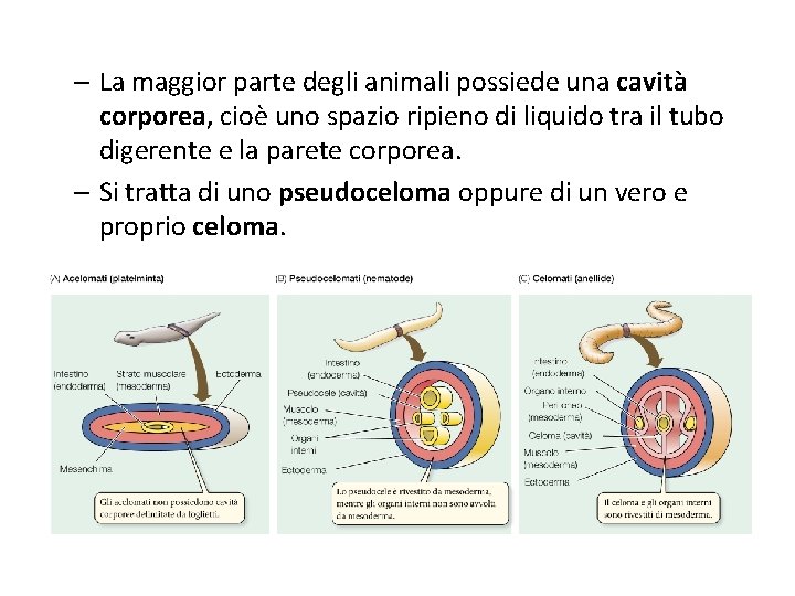 – La maggior parte degli animali possiede una cavità corporea, cioè uno spazio ripieno