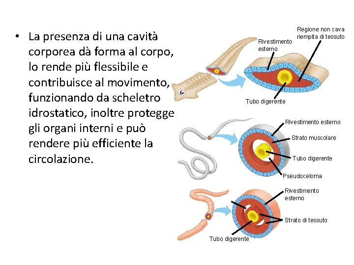  • La presenza di una cavità corporea dà forma al corpo, lo rende