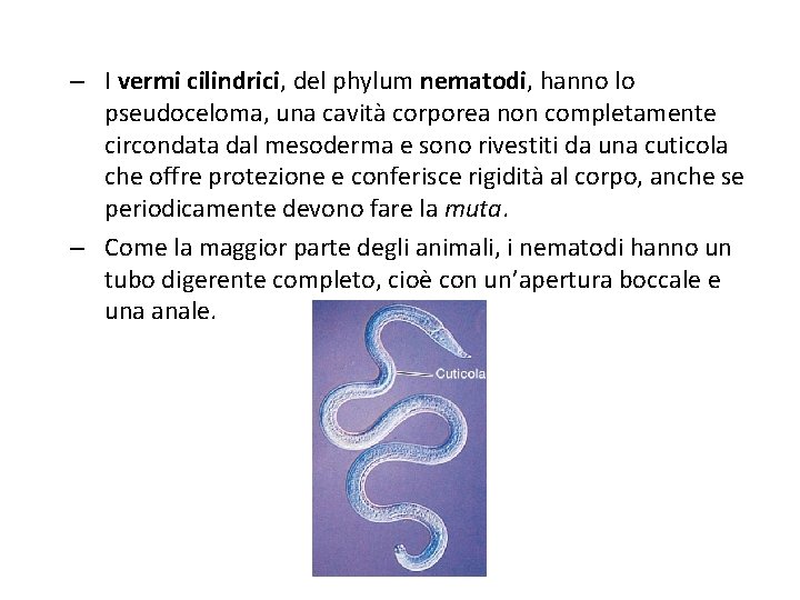 – I vermi cilindrici, del phylum nematodi, hanno lo pseudoceloma, una cavità corporea non