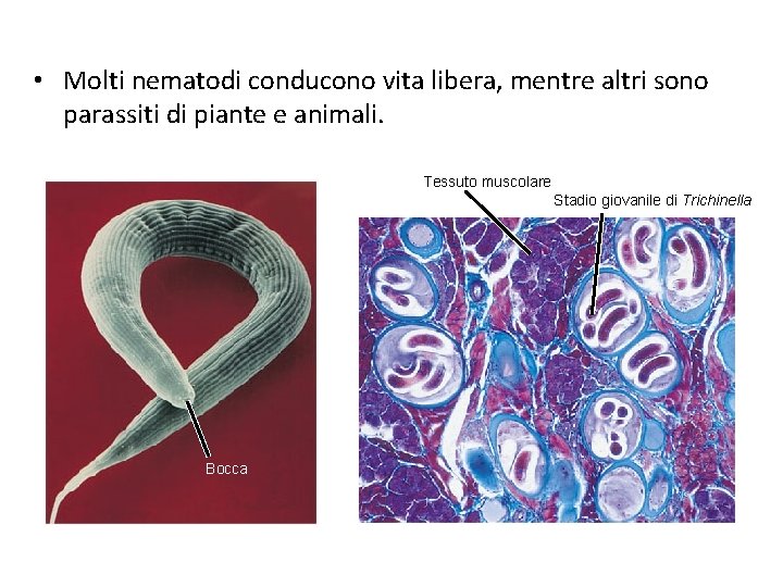  • Molti nematodi conducono vita libera, mentre altri sono parassiti di piante e