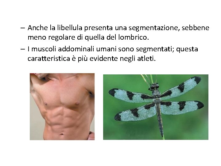 – Anche la libellula presenta una segmentazione, sebbene meno regolare di quella del lombrico.