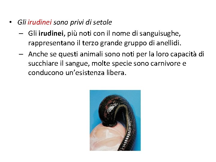  • Gli irudinei sono privi di setole – Gli irudinei, più noti con