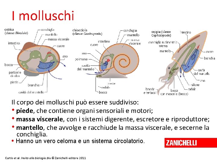 I molluschi Il corpo dei molluschi può essere suddiviso: • piede, che contiene organi