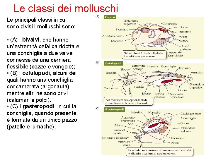 Le classi dei molluschi Le principali classi in cui sono divisi i molluschi sono: