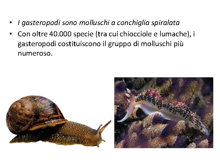  • I gasteropodi sono molluschi a conchiglia spiralata • Con oltre 40. 000