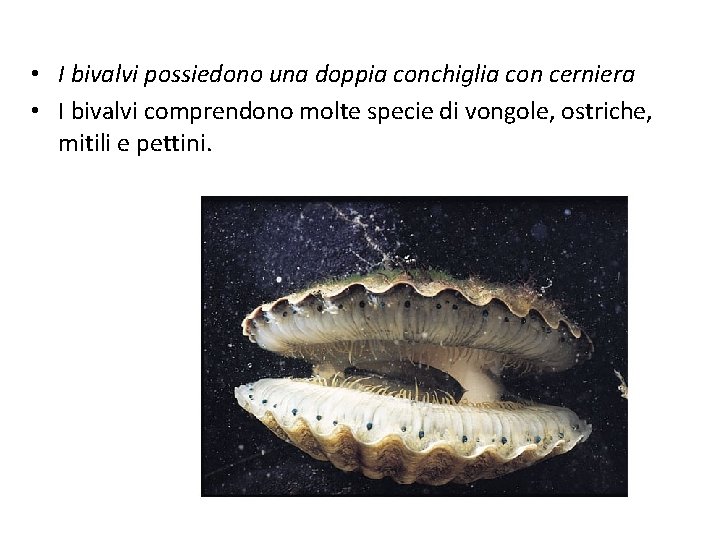  • I bivalvi possiedono una doppia conchiglia con cerniera • I bivalvi comprendono