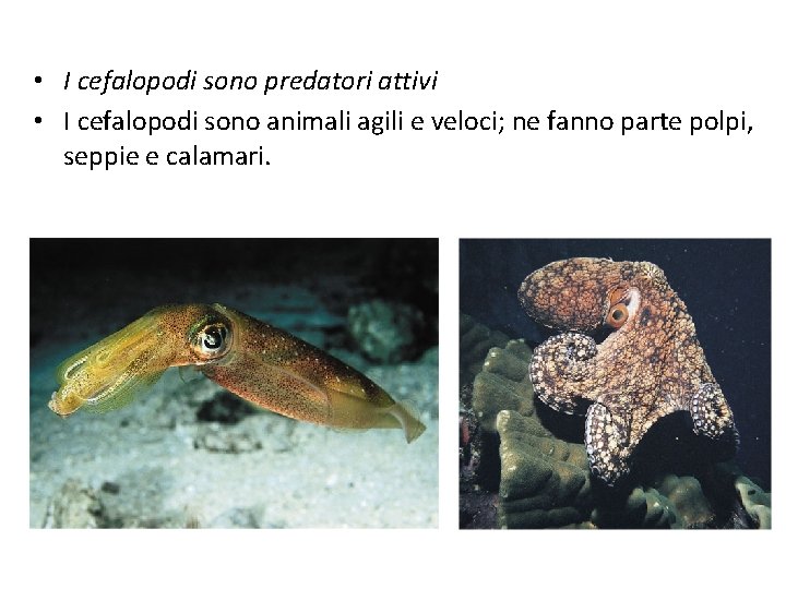  • I cefalopodi sono predatori attivi • I cefalopodi sono animali agili e