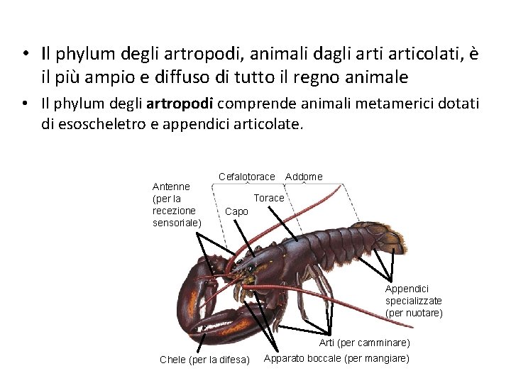  • Il phylum degli artropodi, animali dagli articolati, è il più ampio e