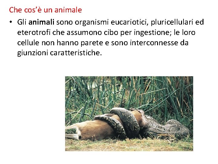 Che cos’è un animale • Gli animali sono organismi eucariotici, pluricellulari ed eterotrofi che