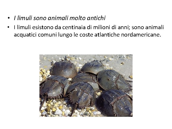  • I limuli sono animali molto antichi • I limuli esistono da centinaia