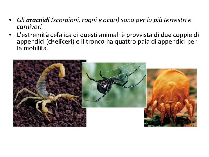  • Gli aracnidi (scorpioni, ragni e acari) sono per lo più terrestri e